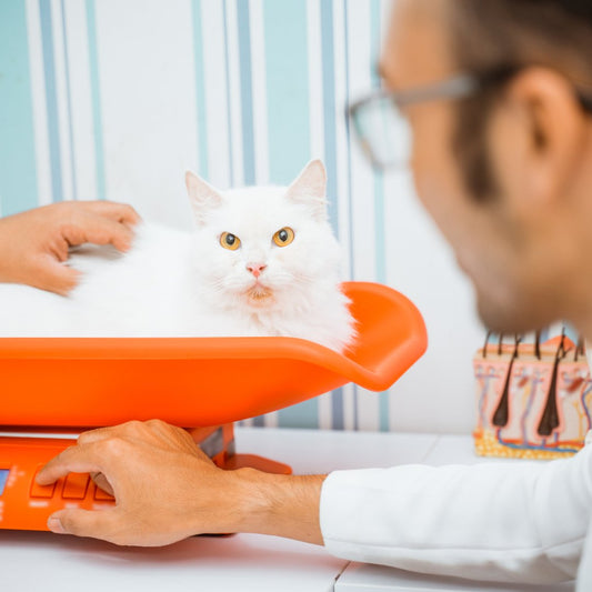 Medical Routine Your Cat Needs - Higooga