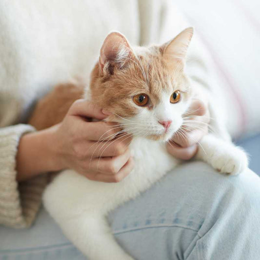 The Complete Guide to Cat Petting - Higooga