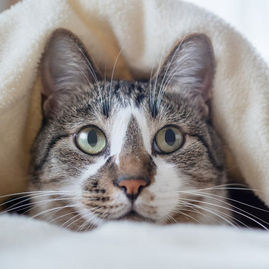 The Essential Guide to Keeping Your Cat Warm and Happy This Winter - Higooga