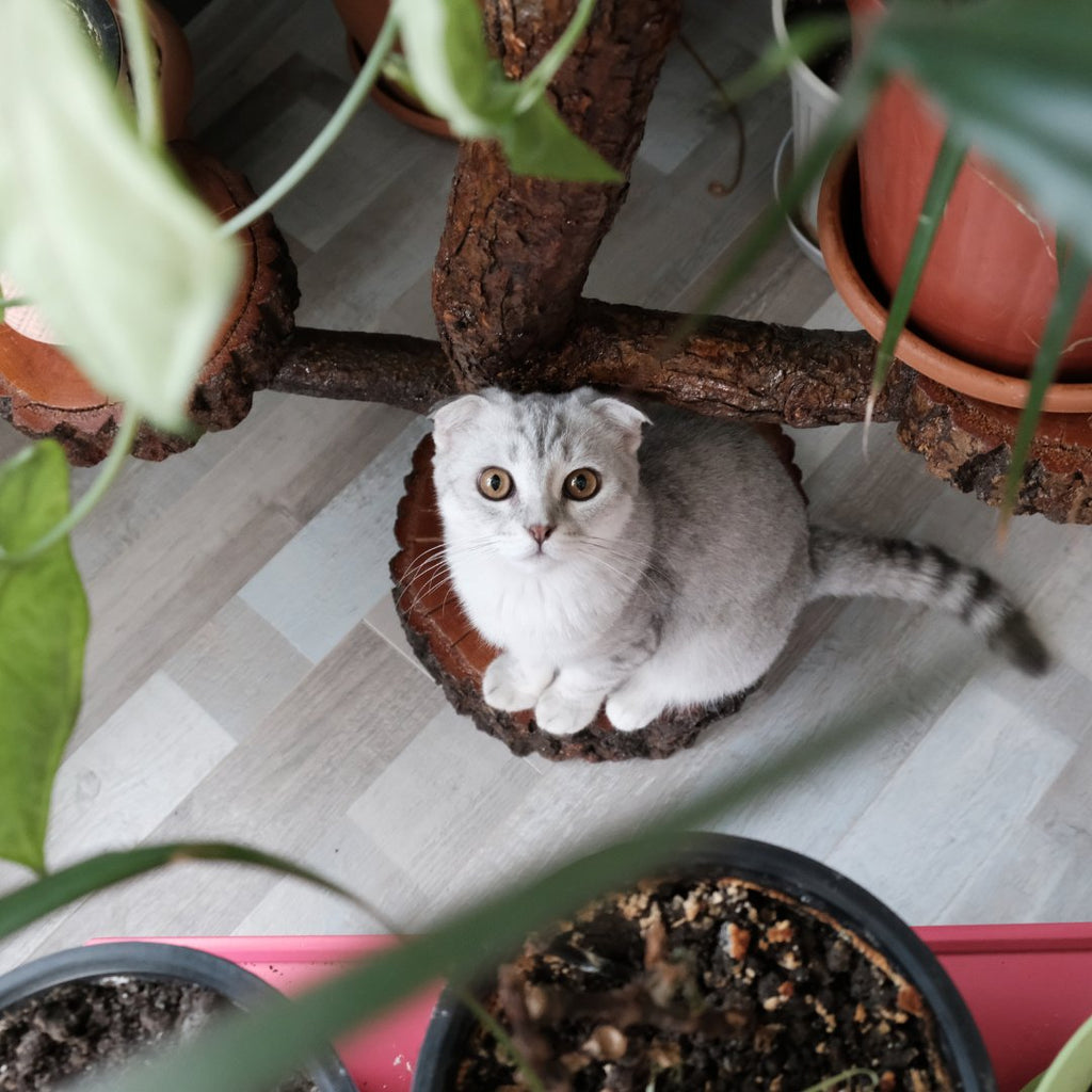 The Hidden Danger in Your Home: 10 Common House Plants That Harm Cats & Safe Substitutes You Must Know - Higooga