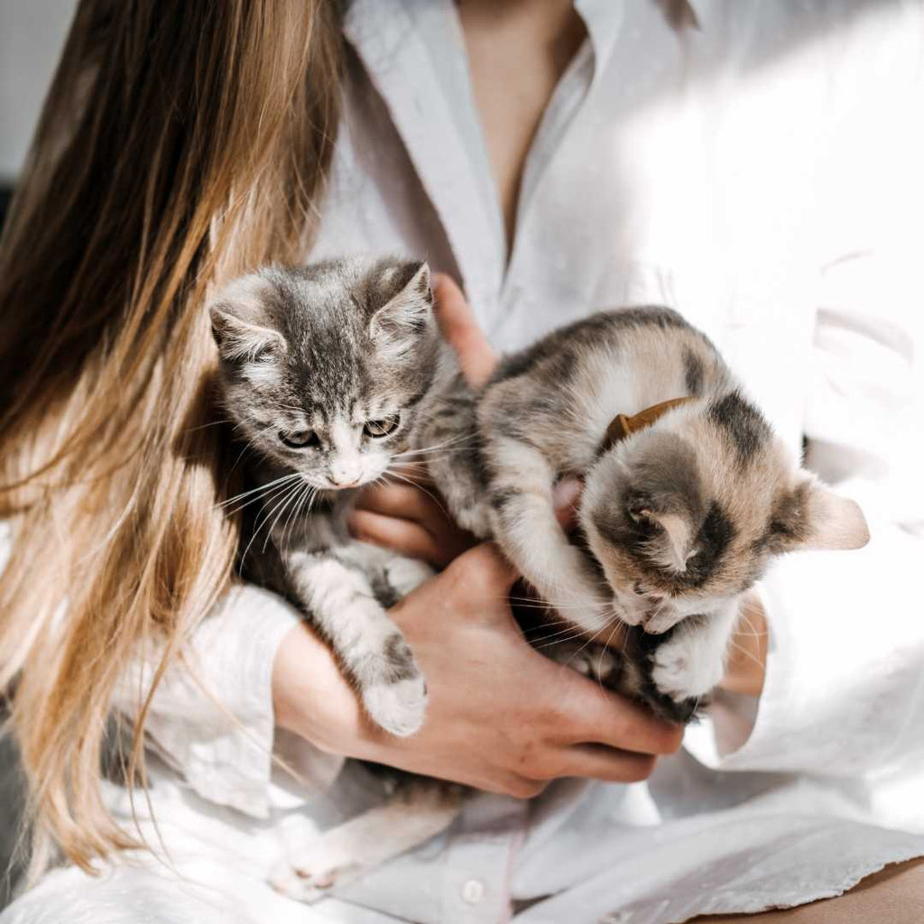The Insider's Guide to Adopting vs. Buying Cats - Higooga