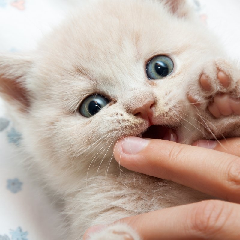 Tired of Kittens Biting? Here's How To Put An End To It. - Higooga