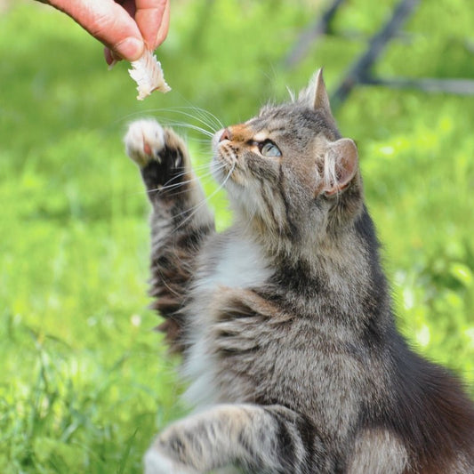 Top 10 Most Nutritious Human Foods for Cats - Higooga