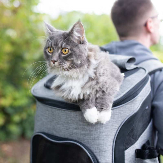 Traveling with Your Cat: A Comprehensive Guide for Adventurous Owners - Higooga