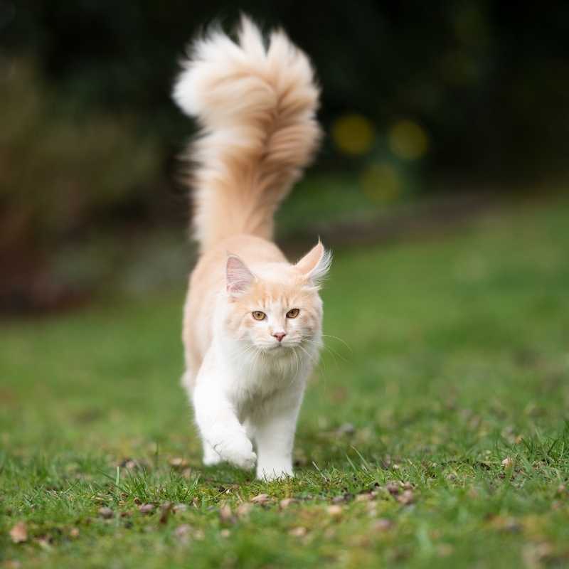 Understand Your Cat's Tail Language - Higooga