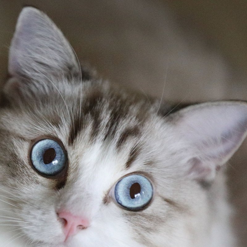 Understanding and Preventing Roundworm in Cats - Higooga