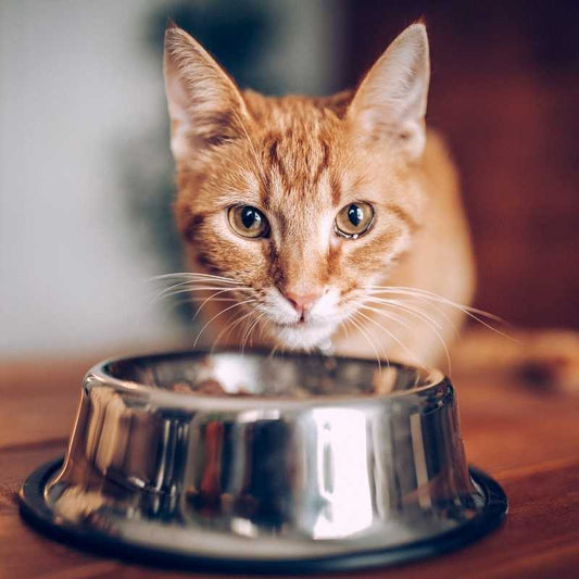 What to do if your cat eats too fast - Higooga