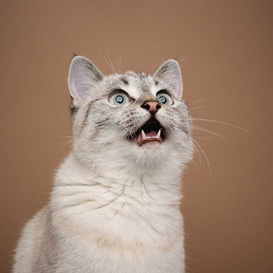 What Your Cat Is Trying To Tell You: A Guide To Interpreting the Feline Language - Higooga