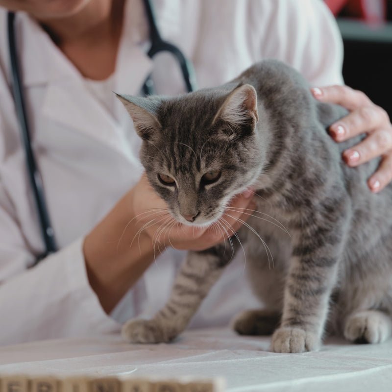 Why Cats Vomit and How to Prevent It: A Guide for Cat Parents - Higooga