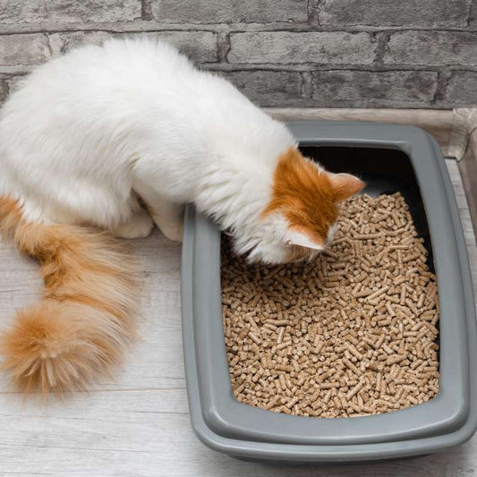 Your Stress-Free Guide to Switching Your Cat's Litter Box - Higooga