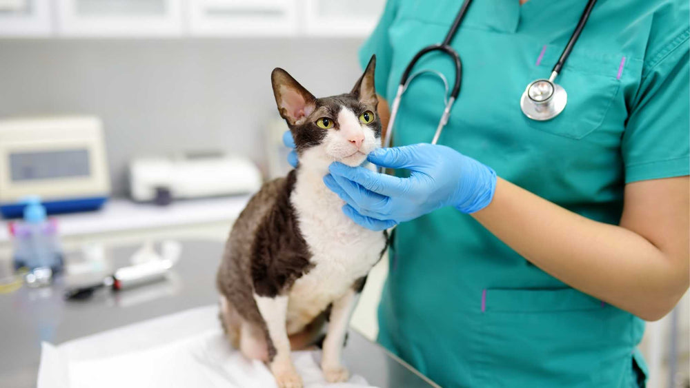 Cat Health | Higooga Blog