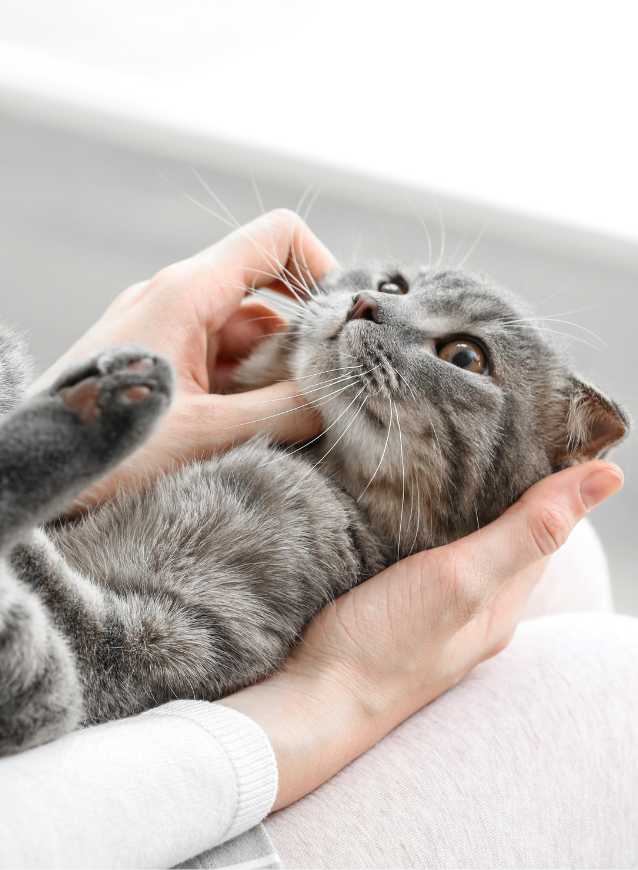 A cat owner is petting a cat on their lap.