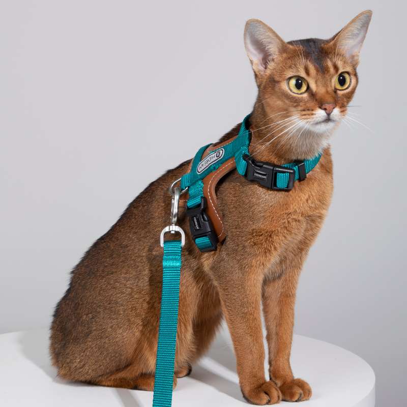 HiDREAM Extra Safe Adventure Harness & Leash | Higooga