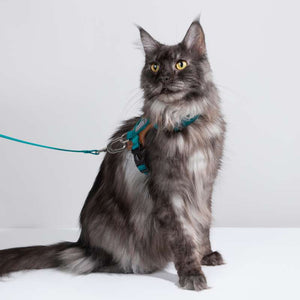 HiDREAM Extra Safe Adventure Harness & Leash | Higooga