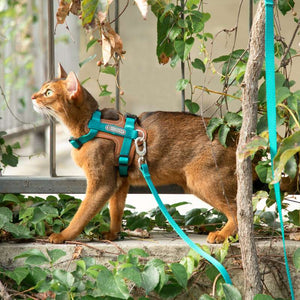 HiDREAM Extra Safe Adventure Harness & Leash | Higooga