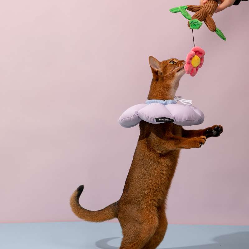 HiDREAM Flower Recovery Collar for Cats | Higooga