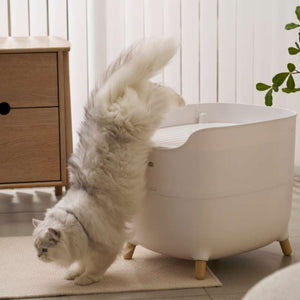 MS Modern & Spacious Top - Entry Cat Litter Box | Higooga