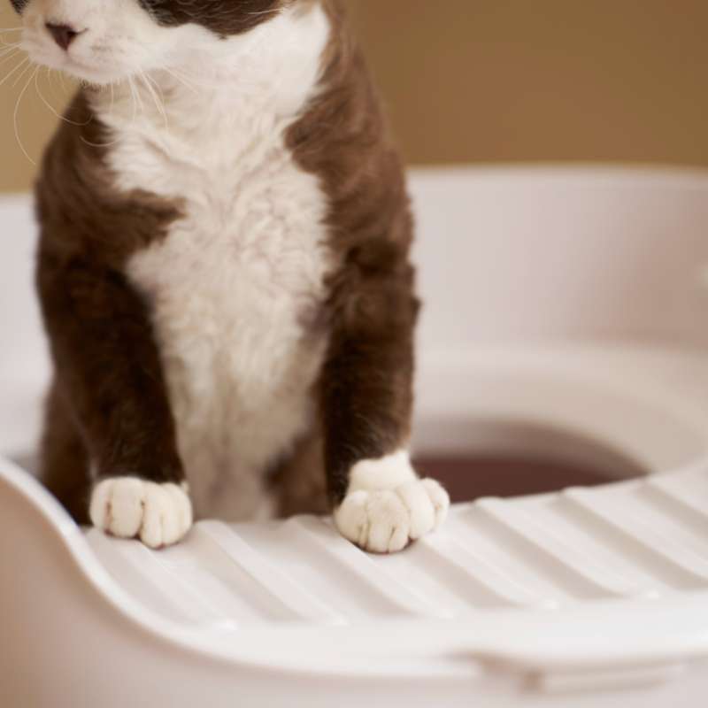 MS Modern & Spacious Top - Entry Cat Litter Box | Higooga