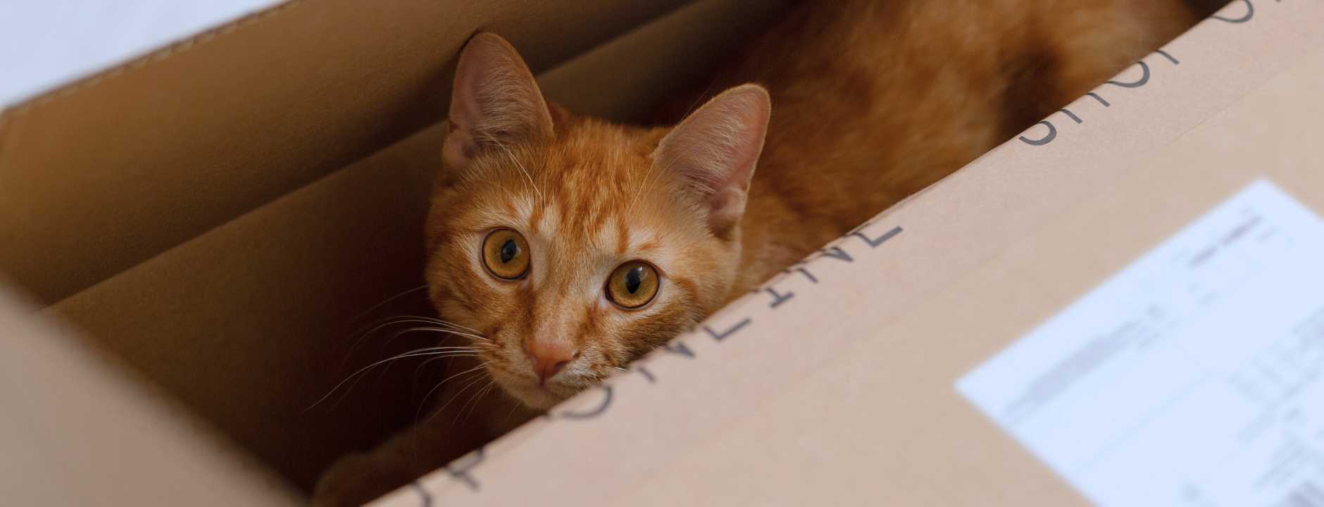 An orange cat in a box