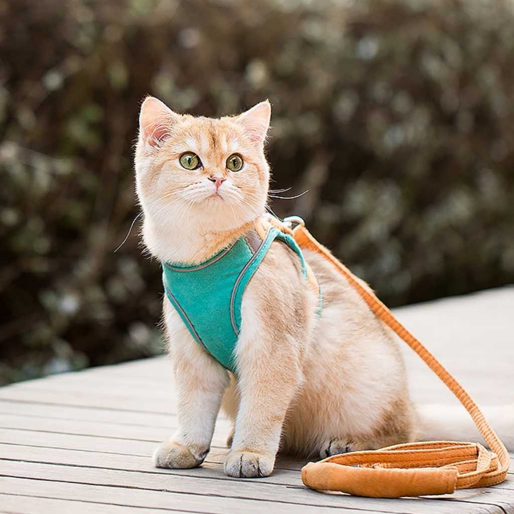 Pet Vest Harness in Macaron Colors - Carriers & Harnesses - Higooga