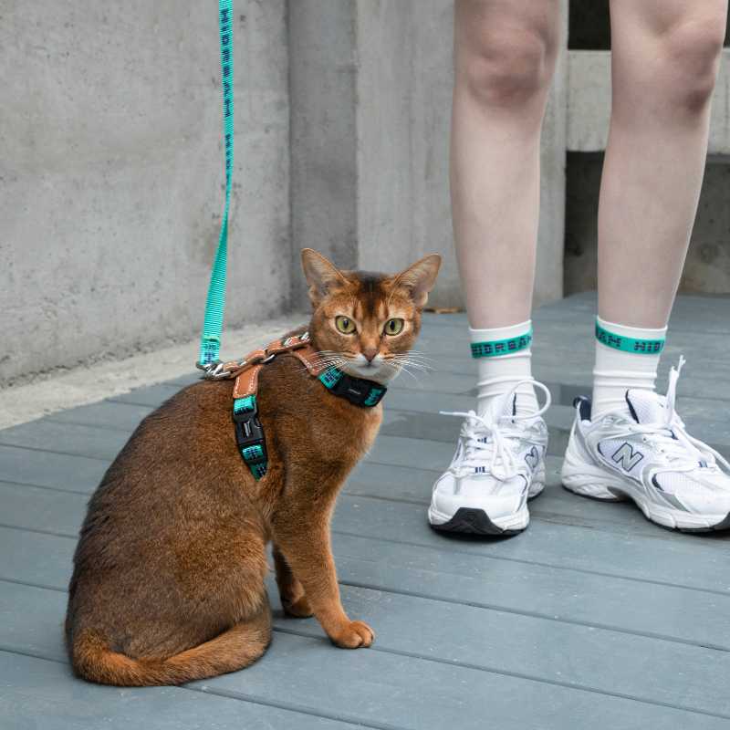 HiDREAM Adventure-Ready Button-On Cat Harness Leash | Higooga